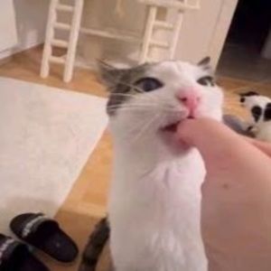 Meet your Posher, Penny